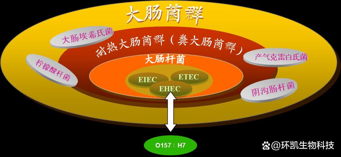 食品中常见的指示菌汇总